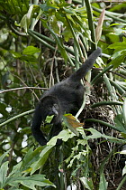 Mexican Black Howler Monkey (Alouatta pigra) feeding on leaves while hanging from prehensile tail, Belize