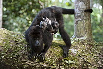 Mexican Black Howler Monkey (Alouatta pigra) mother with baby is also carrying baby from second female, Belize