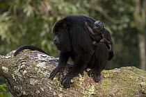 Mexican Black Howler Monkey (Alouatta pigra) mother with baby is also carrying baby from second female, Belize