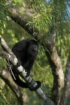 Mexican Black Howler Monkey (Alouatta pigra) in tree showing prehensile tail, Belize