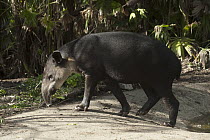 Baird's Tapir (Tapirus bairdii), Belize Zoo, Belize