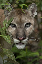 Mountain Lion (Puma concolor), Belize Zoo, Belize