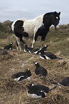 Gentoo Penguin (Pygoscelis papua) group on nests and Domestic Horse (Equus caballus), West Falklands, Falkland Islands