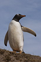 Gentoo Penguin (Pygoscelis papua) with raised flipper, West Falklands, Falkland Islands