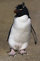 Rockhopper Penguin (Eudyptes chrysocome), West Falklands, Falkland Islands