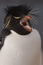 Rockhopper Penguin (Eudyptes chrysocome) calling, West Falklands, Falkland Islands