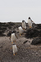 Gentoo Penguin (Pygoscelis papua) group, Sea Lion Island, Falkland Islands