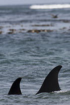 Orca (Orcinus orca) female dorsal fins, East Falkland Island, Falkland Islands
