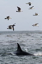 Orca (Orcinus orca) female followed by gulls picking up scraps of meat from Southern Elephant Seal (Mirounga leonina) kill, East Falkland Island, Falkland Islands