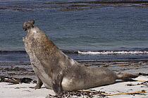 Southern Elephant Seal (Mirounga leonina) bull displaying, Sea Lion Island, Falkland Islands