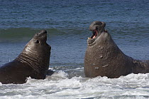 Southern Elephant Seal (Mirounga leonina) bulls fighting, Sea Lion Island, Falkland Islands