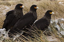 Striated Caracara (Phalcoboenus australis) trio, Sea Lion Island, Falkland Islands