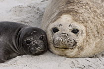 Southern Elephant Seal (Mirounga leonina) mother and pup, Sea Lion Island, Falkland Islands
