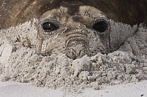 Southern Elephant Seal (Mirounga leonina) female with head partially buried in sand, Sea Lion Island, Falkland Islands