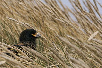 Striated Caracara (Phalcoboenus australis) in grasses, Sea Lion Island, Falkland Islands