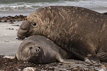 Southern Elephant Seal (Mirounga leonina) male attempting to mate with female, Sea Lion Island, Falkland Islands
