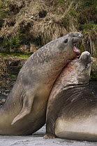 Southern Elephant Seal (Mirounga leonina) sub-adult males fighting for dominance, Sea Lion Island, Falkland Islands