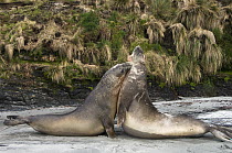 Southern Elephant Seal (Mirounga leonina) sub-adult males fighting for dominance, Sea Lion Island, Falkland Islands
