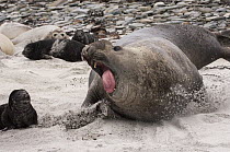 Southern Elephant Seal (Mirounga leonina) bull displaying to show dominance, Sea Lion Island, Falkland Islands