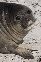 Southern Elephant Seal (Mirounga leonina) three week old weaned pup, Sea Lion Island, Falkland Islands