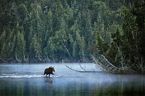 Moose (Alces alces andersoni) female walking through water, Isle Royale National Park, Michigan