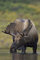 Alaska Moose (Alces alces gigas) sub-adult bull with antlers in velvet feeding in tundra pond, Denali National Park, Alaska