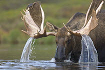 Alaska Moose (Alces alces gigas) sub-adult bull with antlers shedding velvet feeding in tundra pond, Denali National Park, Alaska
