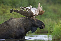 Alaska Moose (Alces alces gigas) sub-adult bull with antlers shedding velvet feeding in tundra pond, Denali National Park, Alaska