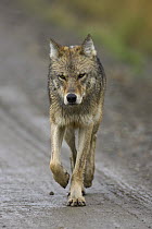 Gray Wolf (Canis lupus) sub-adult walking on road in rain, Denali National Park, Alaska