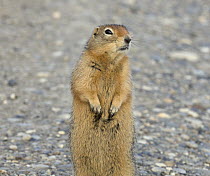 Arctic Ground Squirrel (Spermophilus parryii) standing on road, Dalton Highway, Alaska