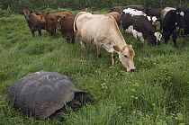 Indefatigable Island Tortoise (Chelonoidis nigra porteri) and Domestic Cattle (Bos taurus) group, Santa Cruz Island, Galapagos Islands, Ecuador
