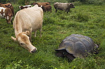 Indefatigable Island Tortoise (Chelonoidis nigra porteri) and Domestic Cattle (Bos taurus), Santa Cruz Island, Galapagos Islands, Ecuador