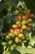 Coffee Bush (Coffea sp) berries grown under shade of endemic Scalesia (Scalesia pedunculata) trees, Santa Cruz Island, Galapagos Islands, Ecuador