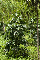Coffee Bush (Coffea sp) grown under shade of endemic Scalesia (Scalesia pedunculata) trees, Santa Cruz Island, Galapagos Islands, Ecuador
