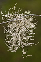 Dyer's Moss (Roccella sp) is used to make a purple dye, Puerto Ayora, Santa Cruz Island, Galapagos Islands, Ecuador