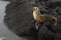 Galapagos Sea Lion (Zalophus wollebaeki) on cooled lava, Floreana Island, Galapagos Islands, Ecuador
