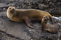 Galapagos Sea Lion (Zalophus wollebaeki) and pup, Isabella Island, Galapagos Islands, Ecuador