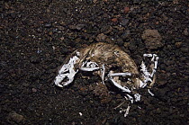 Black Rat (Rattus rattus) skeleton, Isabella Island, Galapagos Islands, Ecuador