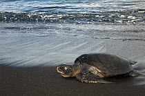 Pacific Green Sea Turtle (Chelonia mydas agassizi) on beach, Cape Douglas, Fernandina Island, Galapagos Islands, Ecuador