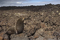 Galapagos Fur Seal (Arctocephalus galapagoensis) male on cool lava, Cape Hammond, Fernandina Island, Galapagos Islands, Ecuador