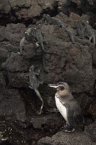 Galapagos Penguin (Spheniscus mendiculus) and Marine Iguanas (Amblyrhynchus cristatus), Cape Hammond, Fernandina Island, Galapagos Islands, Ecuador