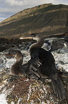 Flightless Cormorant (Phalacrocorax harrisi) pair on nest, Isabella Island, Galapagos Islands, Ecuador