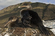 Flightless Cormorant (Phalacrocorax harrisi) pair on nest, Isabella Island, Galapagos Islands, Ecuador