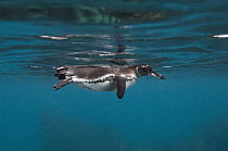 Galapagos Penguin (Spheniscus mendiculus) swimming, Bartolome Island, Galapagos Islands, Ecuador