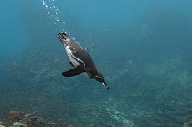 Galapagos Penguin (Spheniscus mendiculus) diving, Bartolome Island, Galapagos Islands, Ecuador