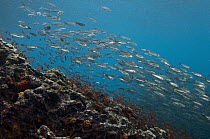Black-striped Salema (Xenocys jessiae) school over coral reef, Galapagos Islands, Ecuador