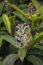 Galapagos Miconia (Miconia robinsoniana) flowering, Santa Cruz Island, Galapagos Islands, Ecuador