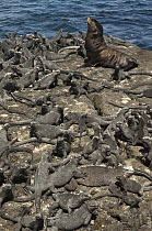 Galapagos Fur Seal (Arctocephalus galapagoensis) and Marine Iguanas (Amblyrhynchus cristatus) basking, Cape Douglas, Fernandina Island, Galapagos Islands, Ecuador