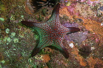 Cortez Starfish (Pentaceraster cumingi), Kicker Rock, Galapagos Islands, Ecuador