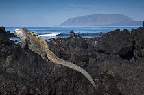 Marine Iguana (Amblyrhynchus cristatus) on cool lava, Isabella Island, Galapagos Islands, Ecuador